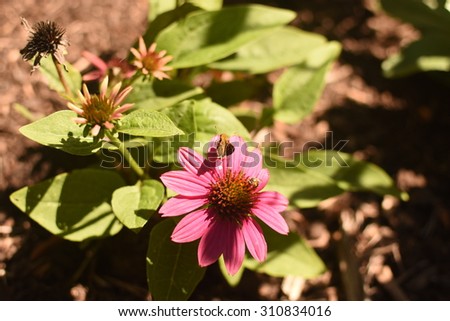 Butterflies and Bee on Cone Flower