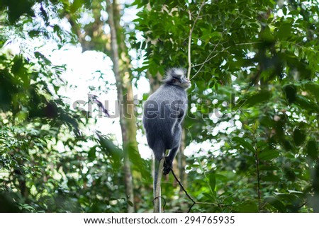 Thomas leaf-monkey in the wild forests of Sumatra