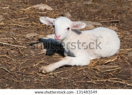 Baby lamb sitting on the ground looking at camera