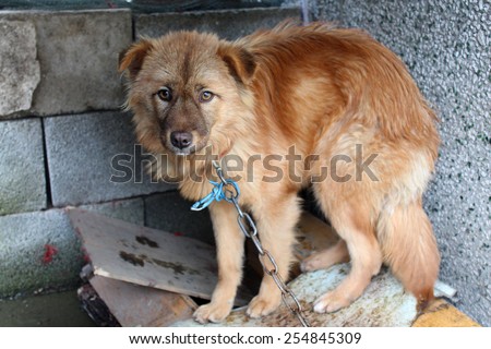 Frightened cute dog, China