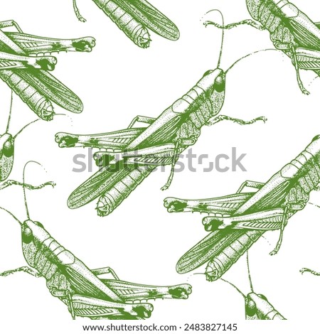 Grasshopper, locust, insect, seamless pattern. Engraving vector illustration, hand drawn vector. Detailed solid image of a cricket, isolated on white.