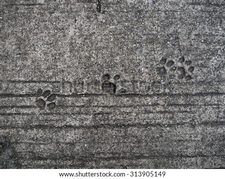 Cat footprint on the concrete ground