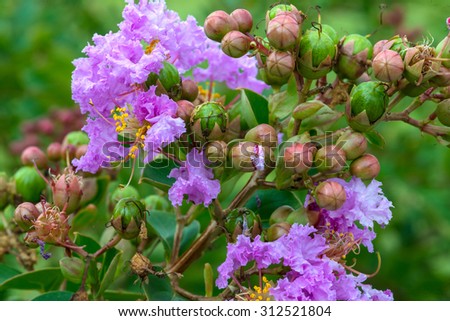 Flower buds - horizontal color image of purple blooming flowers with buds.