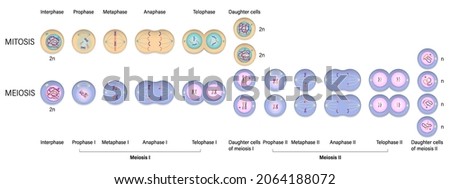 Mitosis and Meiosis diagram. Cell division. Prophase, Metaphase, Anaphase, and Telophase.  Stockfoto © 