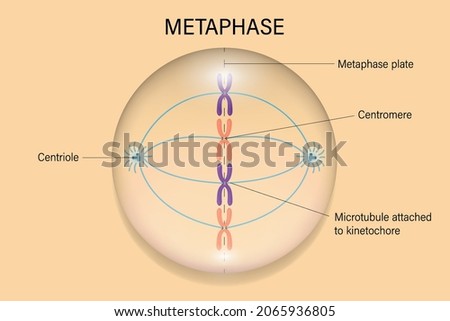 Metaphase. Cell division. Cell cycle. Stockfoto © 