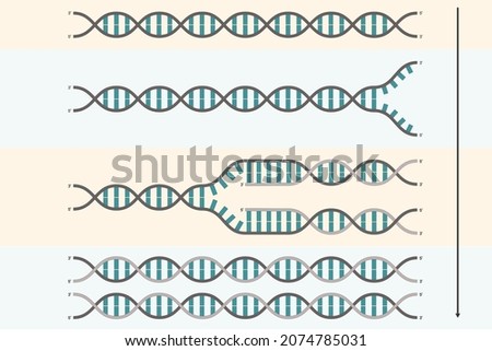 DNA replication. Process by which a double stranded DNA molecule is copied to produce two identical DNA molecules.