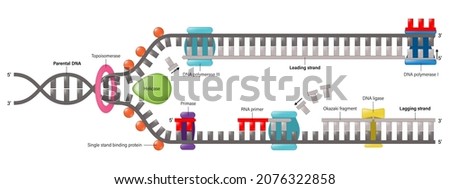 Diagram of DNA replication. Synthesis of leading strand and lagging strand during DNA replication. Photo stock © 