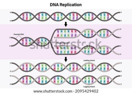 Diagram of DNA replication. Process by which a double stranded DNA molecule is copied to produce two identical DNA molecules.