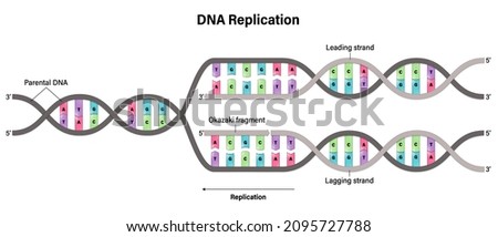 Diagram of DNA replication. Synthesis of leading strand and lagging strand during DNA replication.