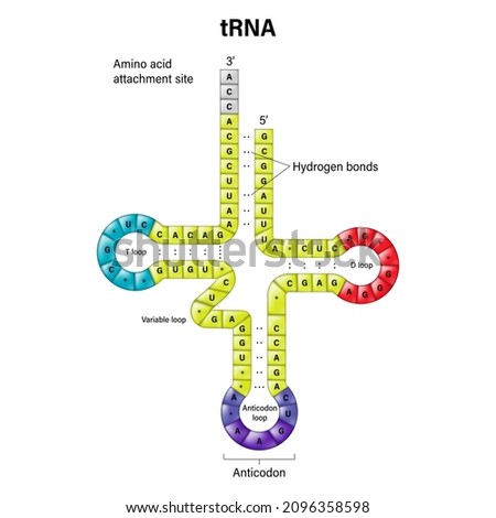 Structure of tRNA. Two-dimensional structure. Transfer RNA is a small RNA molecule that participates in protein synthesis.