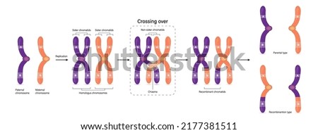 Similar – Image, Stock Photo cell division