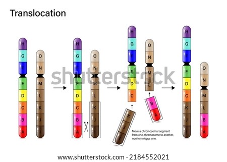 Chromosome Translocation. Genetic mutation. Alteration of chromosome structure. Vector for scientific study and biological genetics.