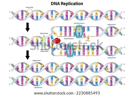 DNA Replication vector. DNA Polymerase enzyme syntheses. Leading strand and Lagging strand. Okazaki fragment.