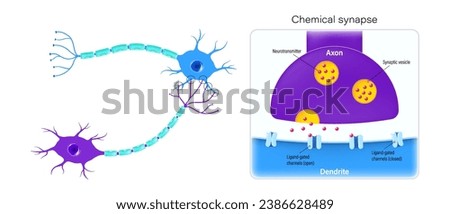Chemical synapse vector. Neurons and closeup of synapse. Neuron anatomy. Neural communication. Synaptic transmission.