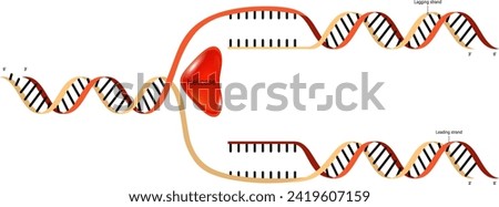 DNA Replication. Synthesis of leading strand and lagging strand during DNA replication.