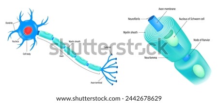 Neuron and components of the Myelin sheath vector. Anatomy of a typical human neuron.
Cell body, dendrite, Axon, Synapse, myelin sheath, node Ranvier and Schwann cell.