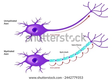 Difference between continuous conduction and saltatory conduction. Action potential vector. Unmyelinated axon and Myelinated axon.