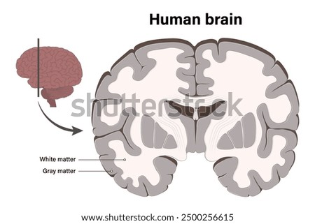 Human brain vector. White matter and Gray matter. Anterior view of frontal section. Cross section of a human brain. Anatomy of the cerebral cortex.