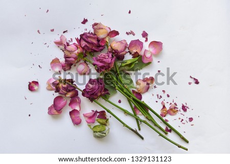 bouquet of red dry roses on an isolated background. the faded flowers are scattered, the holiday is finished anti valentin's day Imagine de stoc © 
