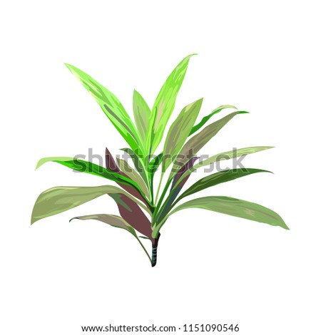 Green tropical plant. Cordyline fruticosa, Asparagus family, cabbage palm, luck plant, palm lily, ti flower. Collection with hand drawn flowers and leaves. Design for invitation, wedding or greeting c Imagine de stoc © 