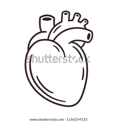 Simple Anatomical Heart Drawing | Free download on ClipArtMag
