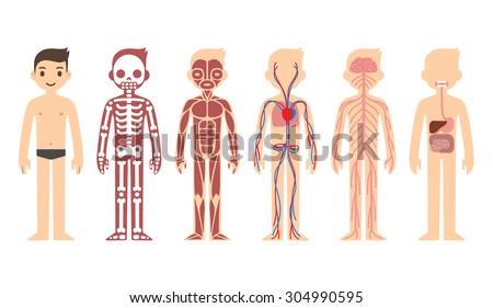 Body anatomy chart: skeletal, muscular, circulatory, nervous and digestive systems. Flat cartoon style.