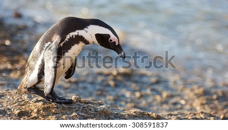 A penguin walking with his head down, slouching as if life just is not giving him the break he deserves