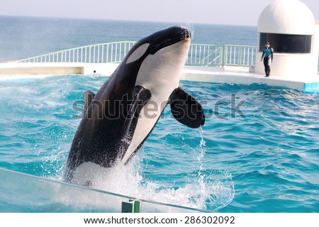 Black and white orca killer whale jumping