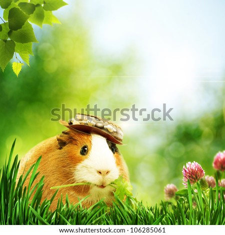 Funny guinea pig or cavia. Abstract natural backgrounds
