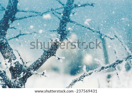 Seasonal backgrounds with snowfall over the forest