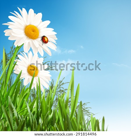 Daisy flowers. Abstract spring and summer backgrounds for your design
