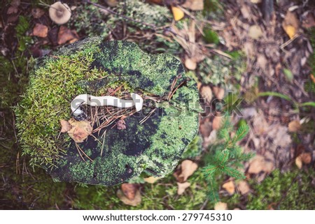 Closeup picture of Leccinum, scabrum with brown cap growing in wild forest in Latvia. Edible mushroom growing in nature. Botanical photography.