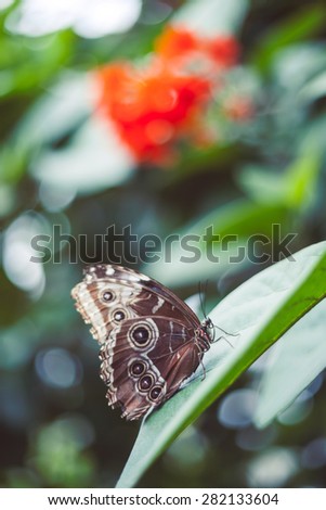 Perfect butterfly on a flower. Perfect rustic photo.