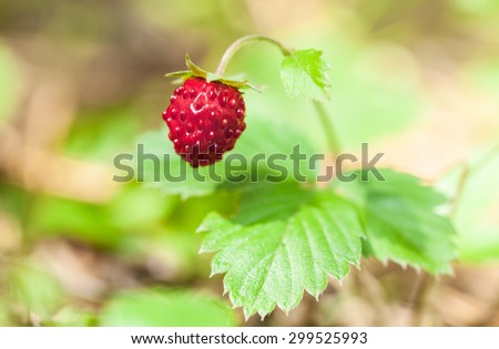 Wild strawberry in the forest in Amata, Latvia. Natural berry closeup with shallow depth of field.