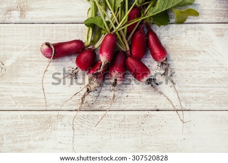 Macro photo of a bunch of farm grown radish. Organic natural food.