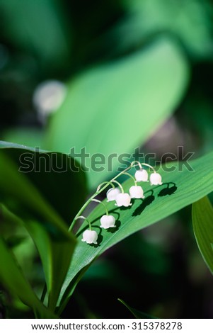 Beautiful lily of the valley (convallaria majalis) flower growing in wild forest in Amata, Latvia. Closeup with shallow depth of field. Flower macro photo.