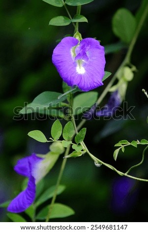 Similar – Image, Stock Photo Purple bellflower with hanging green flower stems and wilted flower buds, seen from the bird’s eye view, in a white, transparent glass vase on a black background. Bouquet of the beautiful, wild Campanula from above, decorative on dark table.