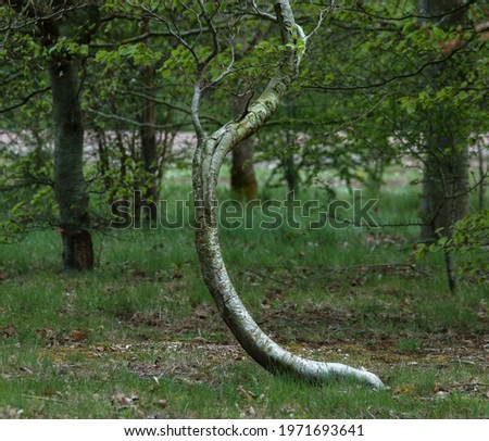 Similar – Image, Stock Photo Birches growing towards the sky