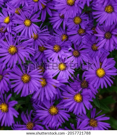 Similar – Image, Stock Photo Crocuses in the twilight