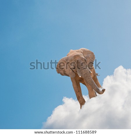 Elephant On Cloud In Sky, Outdoor