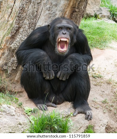 stock-photo-angry-chimpanzee-outdoor-115791859.jpg