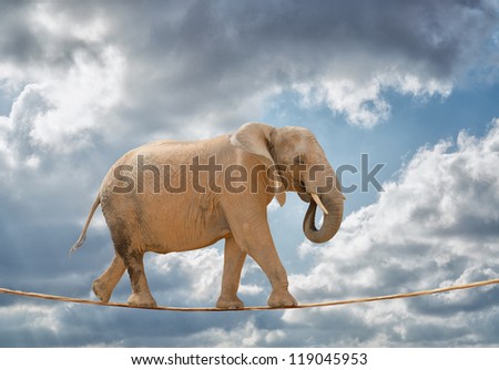 Elephant Walking On Rope, Outdoors