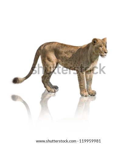 Portrait Of Lion On White Background