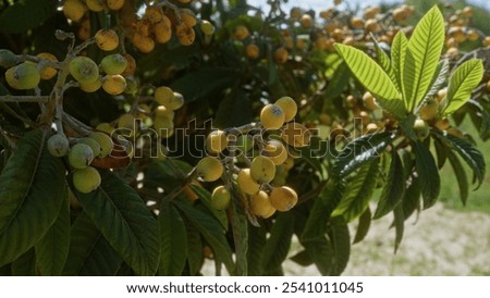 Image, Stock Photo Loquat tree with ripe fruits against blue sky