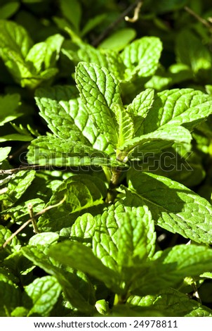 closeup of mint plant