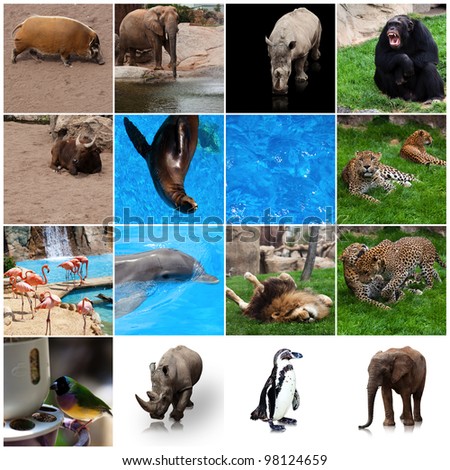 Various Wild Animals Composition Stock Photo 98124659 : Shutterstock