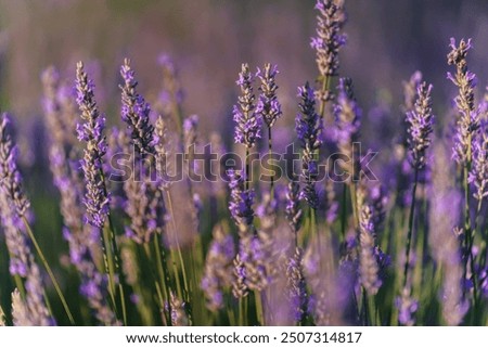 Foto Bild Blühender Lavendel in einem weißen Blumentopf auf einer Fensterbank im Sonnenlicht