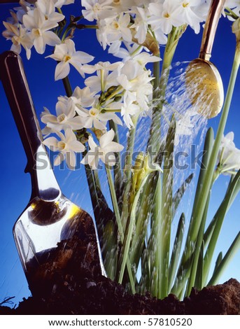 Close up shot of white flowers, garden spade and watering can, hi res scan from film