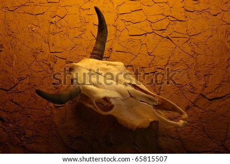 Closeup of cow skull shot on parched desert surface