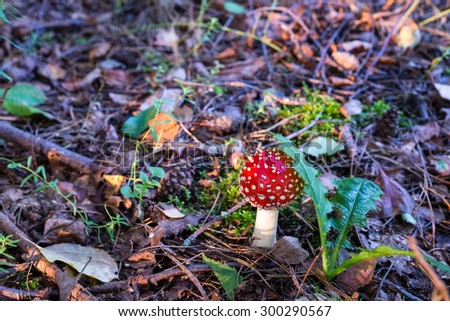 Autumn 2014. Russia. The suburbs of the Moscow.The fly agaric (Amanita Muscaria) in the light of the morning sun.